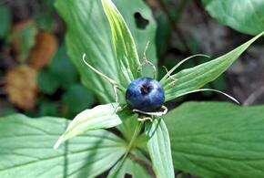 В Сочи созрела очень опасная ядовитая ягода, которую легко спутать с черникой