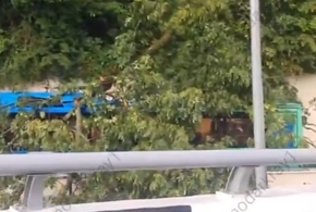 В Сочи на автобус с пассажирами упало дерево