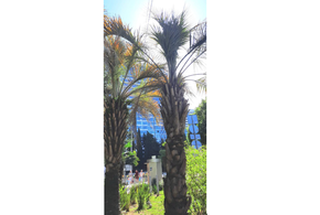 В Сочи возле гостиницы полувековые деревья стоят связанными