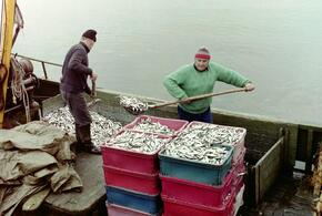 600 рублей за кило: новороссийцев шокировали цены на хамсу