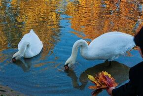 Бабье лето продолжается: синоптики рассказали, какая погода ждёт кубанцев в понедельник, 28 октября