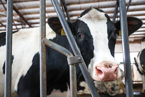 Геномная селекция: благодаря науке на Кубани быстрыми темпами развивается животноводство