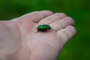 Краснодарский край подвергся атаке жуков-вонючек
