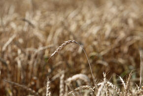 Кубанскую пшеницу, собранную в этом году, признали высоконатурным зерном