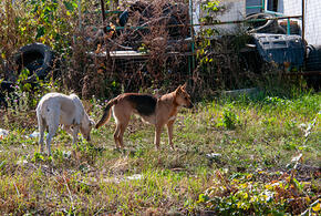 Мэр Краснодара объявил, что строительство приюта для бродячих животных завершено