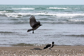 Мощный смерч замечен у побережья Адлерского района Сочи