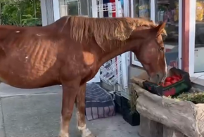 Набег изможденных бродячих коней на продуктовый магазин в Сочи сняли на видео