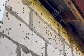 Нашествие мраморных клопов началось в Краснодарском крае и Адыгее