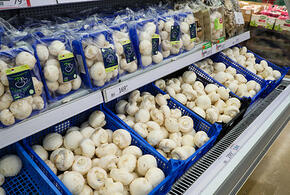 Назвался груздем: на Кубани в два раза увеличили производство грибов