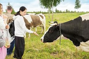 Не только пляжи: туристы выбирают Кубань, чтобы насладиться сельской жизнью