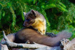 Несчастный случай: мужчина стрелял в куницу, а попал в охотника в Краснодарском крае