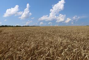 «Новороссийский зерновой терминал» нарастит мощности отгрузки зерна до 11 млн тонн в год