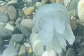  Огромная медуза-корнерот приплыла к берегу в Сочи