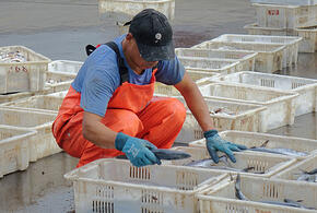 Правительство РФ выделит Кубани на развитие рыбного хозяйства почти 11 млн рублей