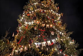 Стало известно, сколько мэрия Краснодара потратит на новогодние ёлки 