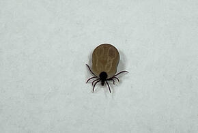 Учёные назвали болезнь, которой богатые заражаются чаще бедных