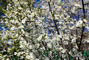 В Краснодарском крае заложен новый вишневый сад на площади в 100 гектаров