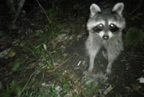 В лесу под Анапой еноты едва не вывели из строя фотоловушку