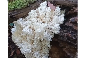 В лесу Сочи обнаружен редкий коралловый гриб