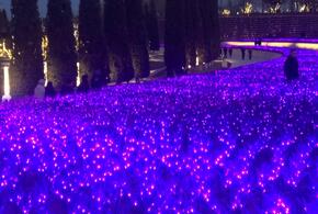 В парке Галицкого начали высаживать электрический шалфей