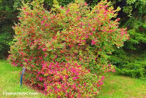 В Сочи началось цветение экзотических растений