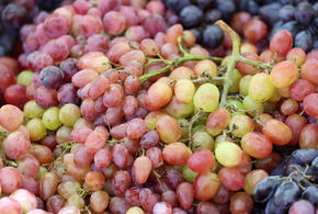 Винодельня из Геленджика первая в регионе внедрила бережливые технологии 