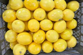 Более 11 тонн лимонов с мухами задержали в порту Новороссийска