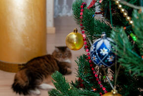 Этой зимой живые ёлки снова подорожают на Кубани