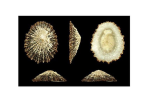 Колония брюхоногих моллюсков, которые исчезли с Черноморского побережья, снова появилась в Сочи