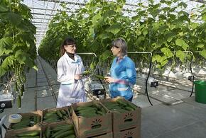 На Кубани национализирован крупный тепличный комбинат