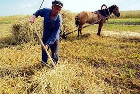 На Кубани появилось более 600 личных подсобных хозяйств