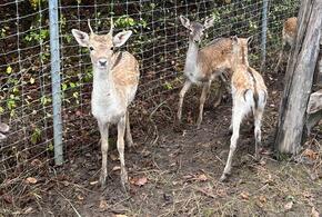 На Кубани в «Горячеключевском» заказнике появились молодые лани