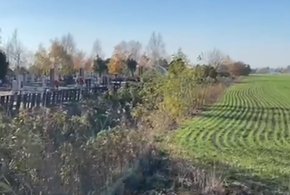 Пшеницу, из которой делают макароны, засеивают прямо у кладбища на Кубани