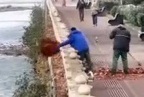 Сочинские коммунальщики придумали собственный способ избавляться от листвы