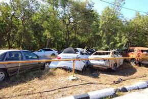 Свалку автомобилей, которая образовалась среди краснокнижных деревьев в Геленджике, ликвидировали