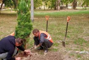 В Краснодаре высадят свыше трёх тысяч новых деревьев