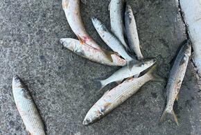 В Новороссийске детей поймали на  варварской ловле рыбы на «драчку» 