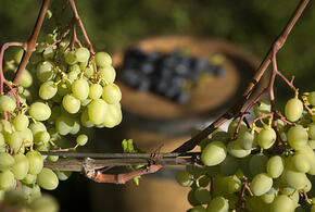 В Сочи будут строить большое аграрное производство