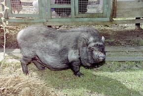 365 дней сюрпризов: что приготовила Змея людям, родившимся в год Свиньи