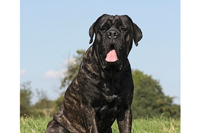 Агрессивная собака кошмарит целый ЖК в Краснодаре