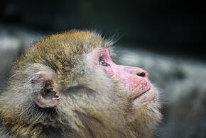 Будет непросто, но очень интересно: что ждёт Обезьяну в год Змеи