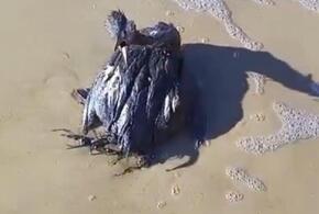 Как спасти птиц от мазута: волонтер из Анапы предлагает мыть пернатых средством для посуды 