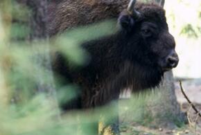 Кавказский заповедник опроверг информацию об истощении зубров