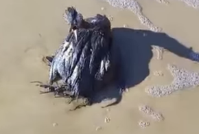 Команда ветврачей  в Анапе спасает от мазута птиц