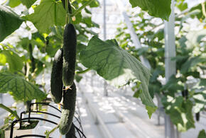 Кубанские фермеры делают ставку на экологически чистую продукцию