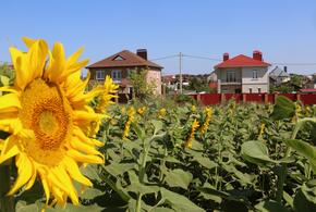 Селекционный вид быстро размножается