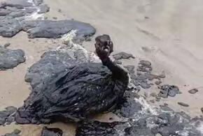 «Мы должны надеяться на чудо»: эколог заявил, что выживут далеко не все спасенные от мазута птицы на Черноморском побережье