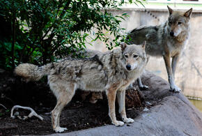 На Кубани волки разорвали фермерских овец и продолжают охотиться