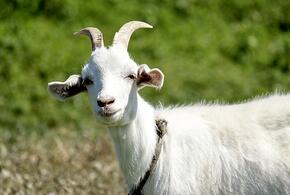 Научиться отделять зерна от плевел: что ждёт Козу в год Зелёной Змеи