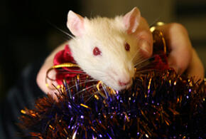 Придётся выйти из зоны комфорта: что ожидает Крысу в год Зелёной Змеи